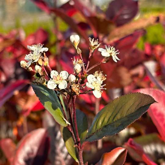 velkoobchod okrasné dřeviny(1)